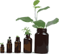 An image of baby succulents in different sized brown jars