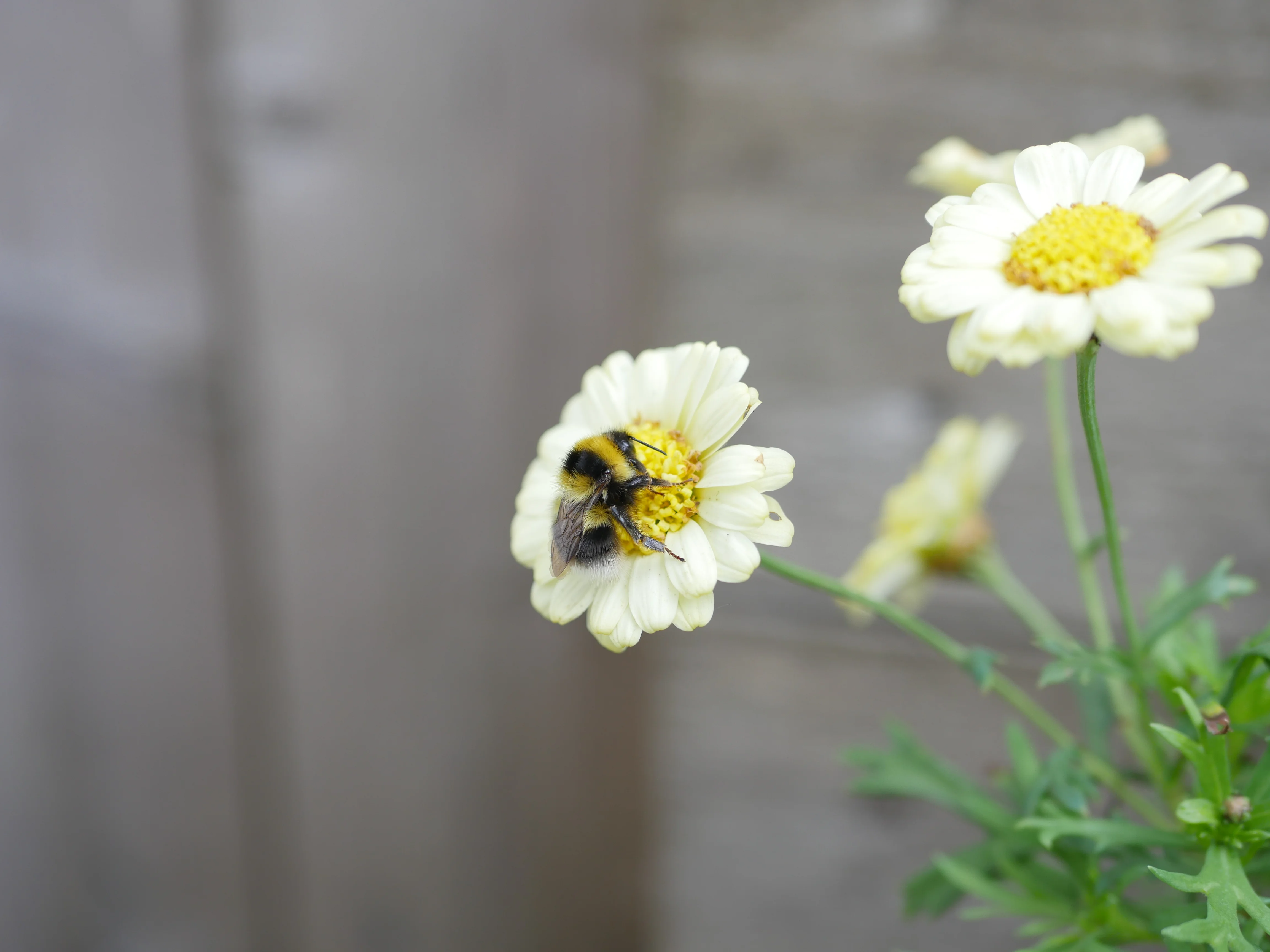 A bumblebee collecting nectar on a yellow flower