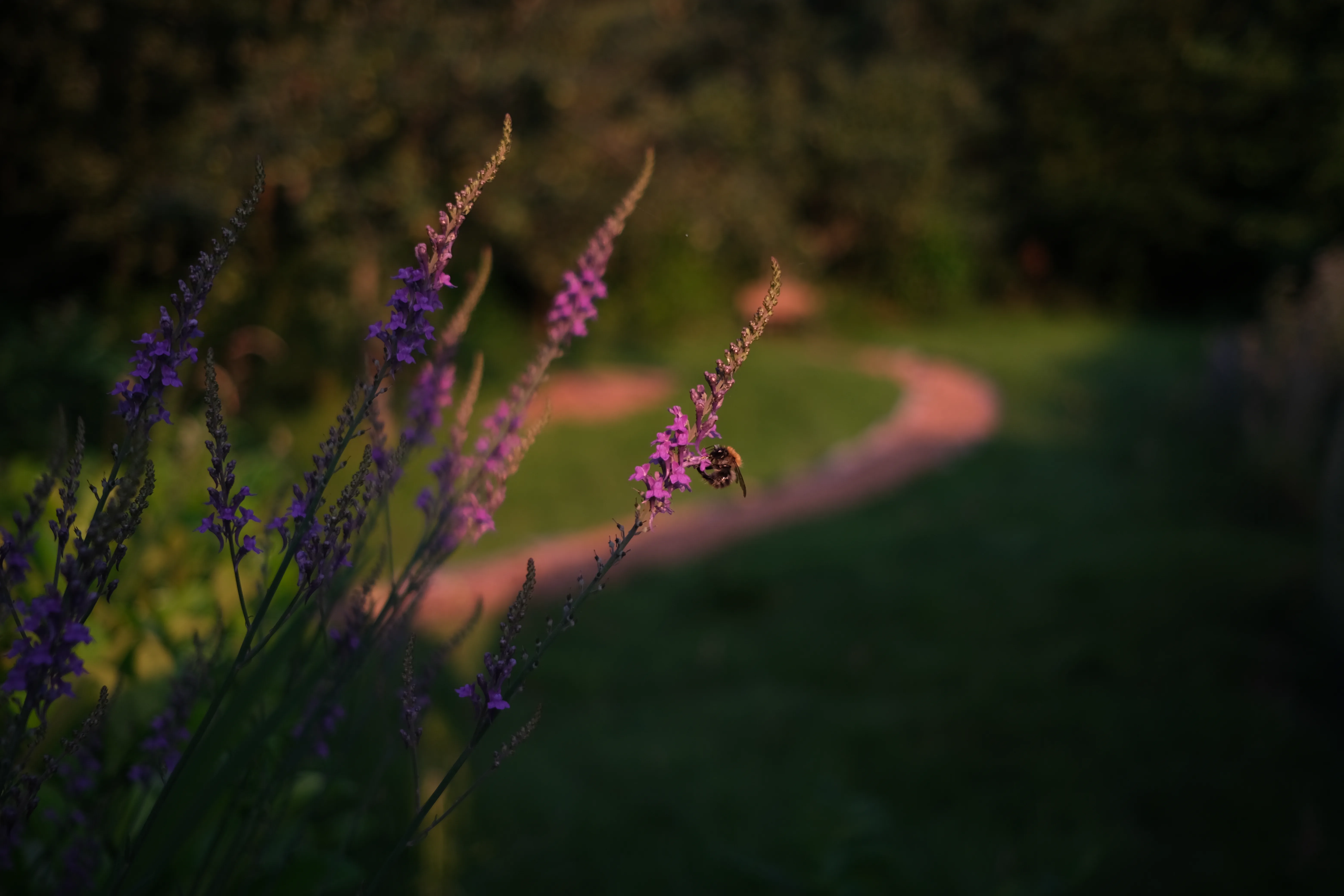 A solo bee still working in an evening garden sunset