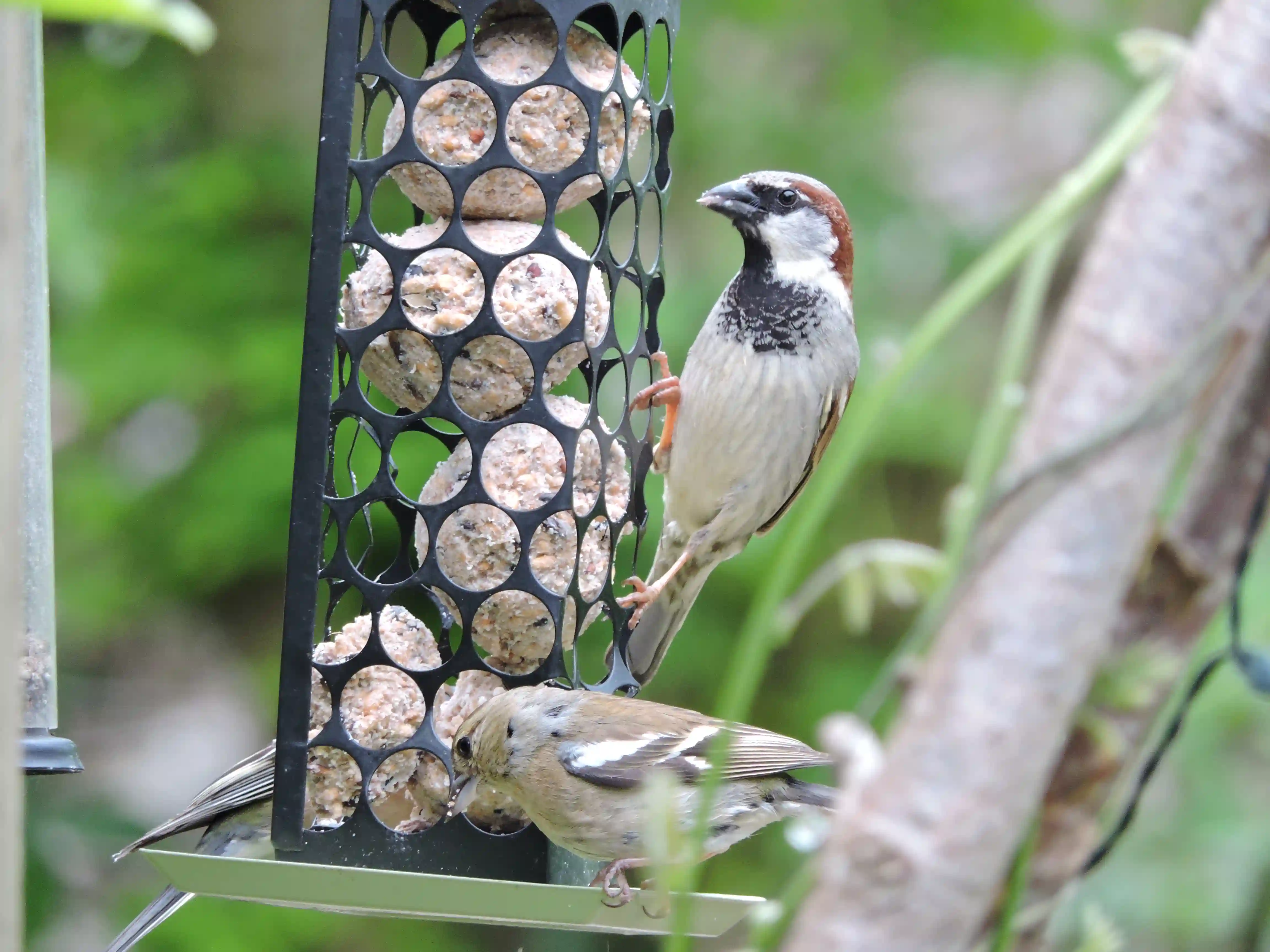 Two garden birds eating from a bird feeder