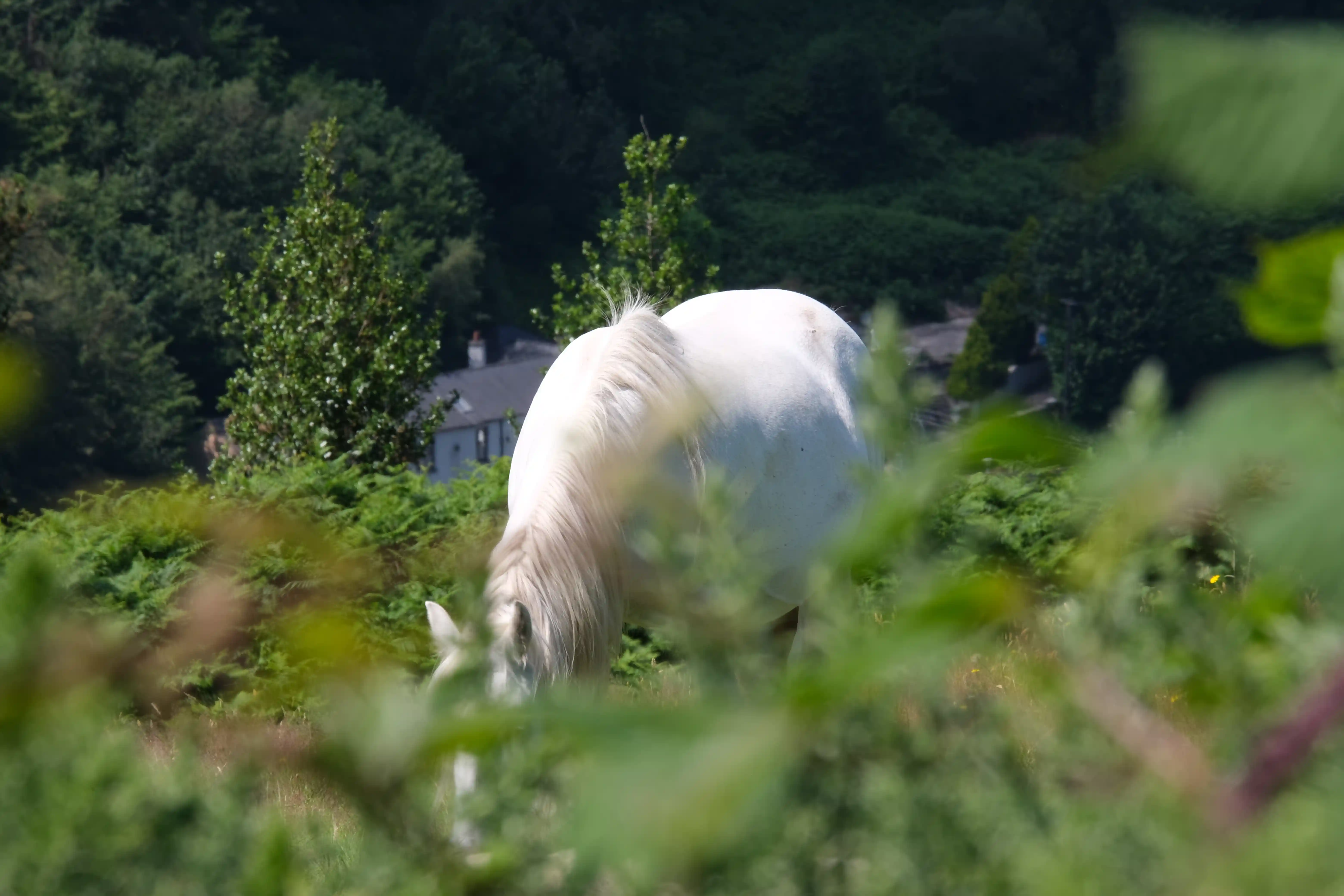 A white horse grazing in a country field